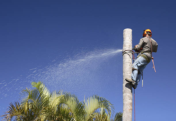 Leaf Removal in Cornersville, TN