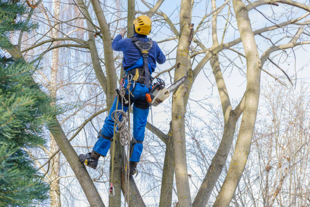 Trusted Cornersville, TN Tree Services Experts